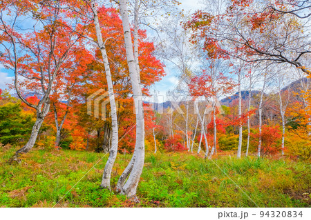白樺と紅葉の森 94320834
