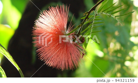 光輝く赤い花 熱帯植物(12月)カリアンドラ(大紅合歓)04H16.9 光輝く赤い花 熱帯植物(12月)カリアンドラ(大紅合歓)04H16.9 94321159