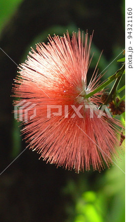 光輝く赤い花 熱帯植物(12月)カリアンドラ(大紅合歓)04V9.16 光輝く赤い花 熱帯植物(12月)カリアンドラ(大紅合歓)04V9.16 94321160