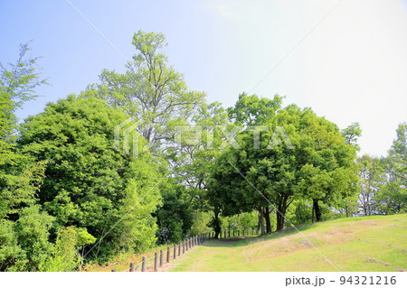 初夏の公園 94321216