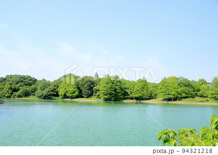 初夏の公園　ラクウショウ新緑 94321218