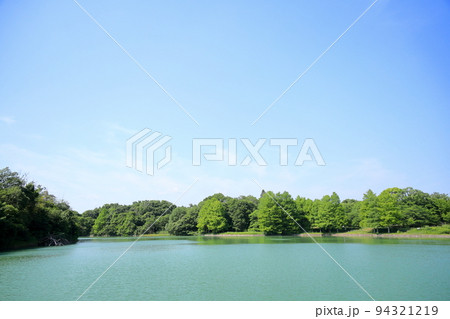 初夏の公園　ラクウショウ新緑 94321219