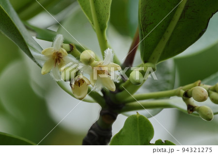 自然　植物　ヤエヤマヒルギ、マングローブの海側に生えるそうです。花弁と萼はそれぞれ四枚と四裂 94321275