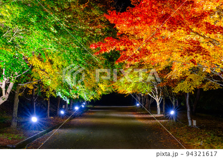 箕輪町・もみじ湖の紅葉（ライトアップ） 94321617