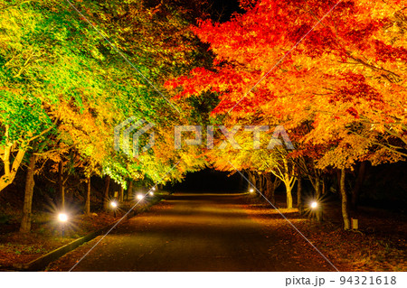 箕輪町・もみじ湖の紅葉（ライトアップ） 94321618