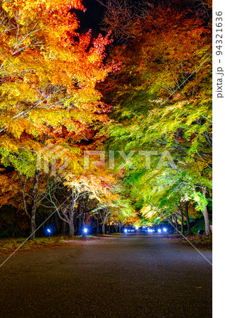 箕輪町・もみじ湖の紅葉(ライトアップ) 箕輪町・もみじ湖の紅葉(ライトアップ) 94321636