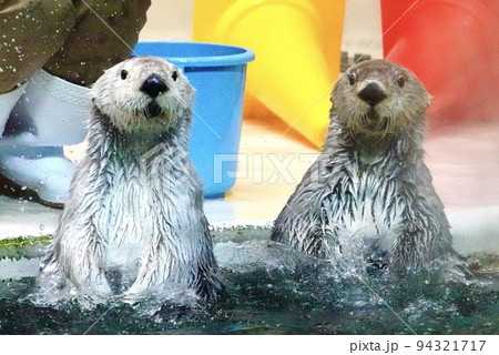 [動物」鳥羽水族館　ラッコ 94321717