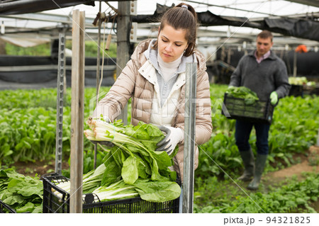 Female farmer putting harvested spinach in boxes Female farmer putting harvested spinach in boxes 94321825