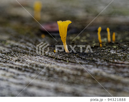 きのこワールド　ツノマタタケ 94321888