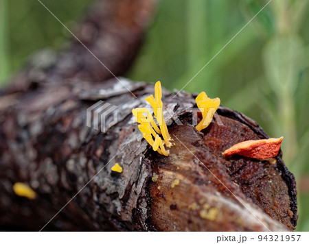 きのこワールド ツノマタタケ きのこワールド ツノマタタケ 94321957