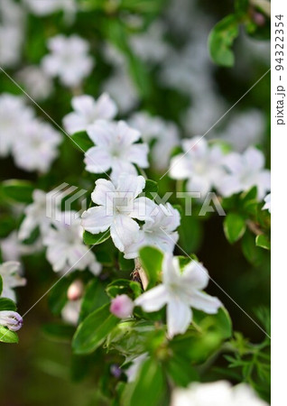 ハクチョウゲ 白丁花 94322354
