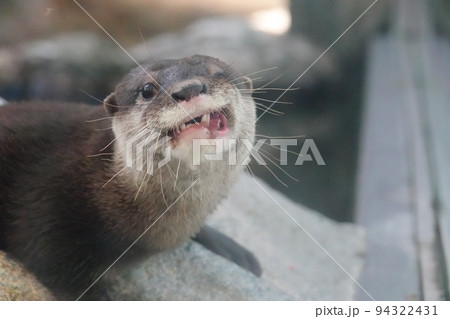 「動物」鳥羽水族館 カワウソ 「動物」鳥羽水族館 カワウソ 94322431