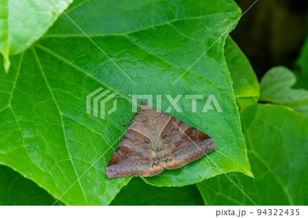 草の上で休むウンモンクチバ 草の上で休むウンモンクチバ 94322435