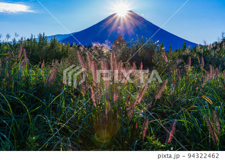 （静岡県）朝霧高原猪之頭のチカラシバとダイヤモンド富士 94322462