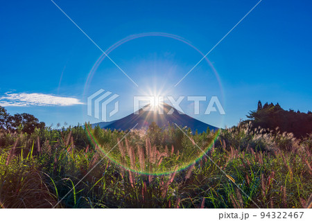 （静岡県）朝霧高原猪之頭のチカラシバとダイヤモンド富士 94322467