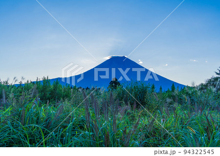 （静岡県）朝霧高原猪之頭のチカラシバとダイヤモンド富士・直前 94322545