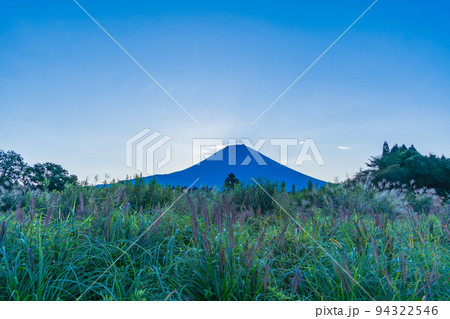 （静岡県）朝霧高原猪之頭のチカラシバとダイヤモンド富士・直前 94322546