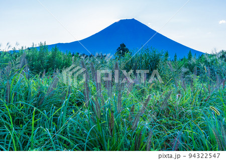 （静岡県）朝霧高原猪之頭のチカラシバとダイヤモンド富士・直前 94322547