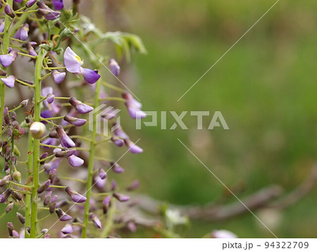 開花を待つフジの蕾 開花を待つフジの蕾 94322709