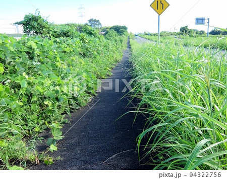 雑草が生えて狭くなった歩道 94322756