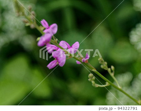 アレチヌスビトハギの花 アレチヌスビトハギの花 94322791