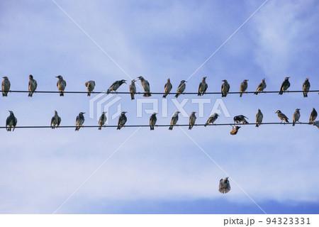 群れで行動する鳥　電線に留る鳥　ムクドリ　集合性　イメージ素材 94323331