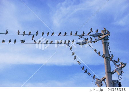 群れで行動する鳥 電線に留る鳥 ムクドリ 集合性 イメージ素材 群れで行動する鳥 電線に留る鳥 ムクドリ 集合性 イメージ素材 94323338