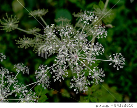 山野草　セリ科シシウドの開花 94323610