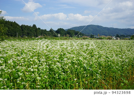 遠野のそば畑 94323698