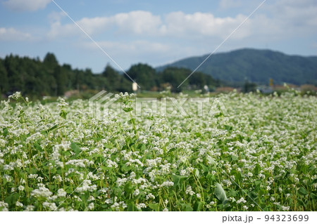 遠野のそば畑 94323699