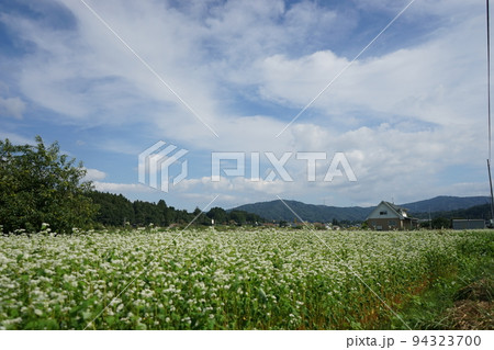 遠野のそば畑 遠野のそば畑 94323700