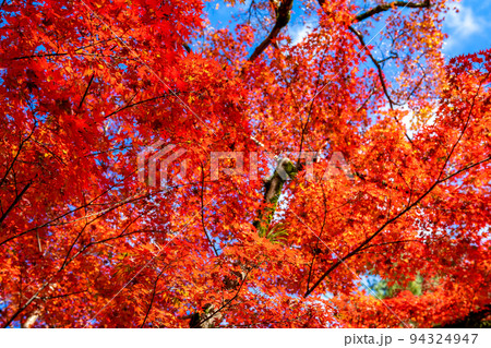 秋の京都・宝厳院で見た、真っ赤な紅葉と快晴の青空 秋の京都・宝厳院で見た、真っ赤な紅葉と快晴の青空 94324947