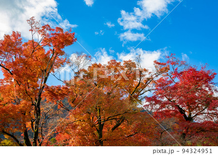 秋の京都・宝厳院で見た、赤やオレンジ色の鮮やかな紅葉と快晴の青空 94324951