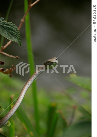 An asian vine snake or Ahaetulla prasina waiting in ambush among the foliage at Bokor National Park in Kampot, Cambodia An asian vine snake or Ahaetulla prasina waiting in ambush among the foliage at Bokor National Park in Kampot, Cambodia 94325320