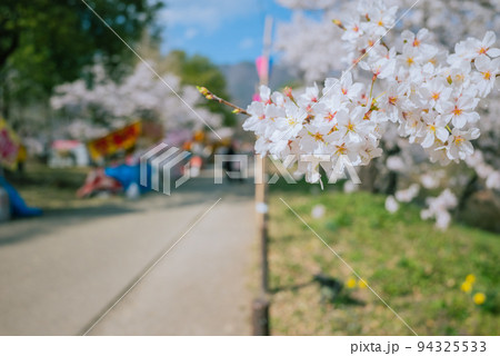 春の上田城跡公園 94325533