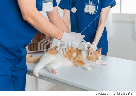 猫にワクチン・注射を打つ獣医 94325535
