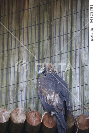 〔石川県能美市・9月〕希少生物のイヌワシ　石川県の県鳥　いしかわ動物園にて 94325791