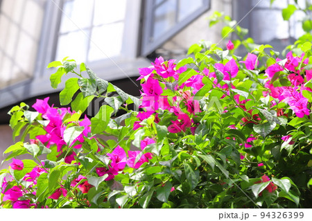 満開のブーゲンビリア（筏葛 /　いかだかずら） 94326399
