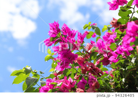 満開のブーゲンビリア（筏葛 /　いかだかずら） 94326405