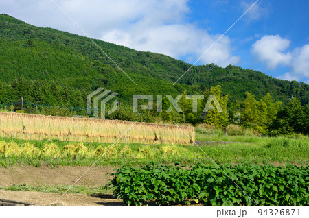 初秋の田畑風景 中野の棚田 初秋の田畑風景 中野の棚田 94326871