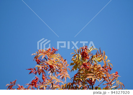 紅葉 紅葉 94327020