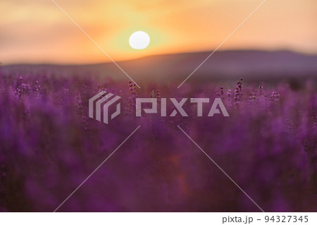 Blooming lavender in a field at sunset in Provence. Fantastic summer mood, floral sunset landscape of meadow lavender flowers. Peaceful bright and relaxing nature scenery. Blooming lavender in a field at sunset in Provence. Fantastic summer mood, floral sunset landscape of meadow lavender flowers. Peaceful bright and relaxing nature scenery. 94327345