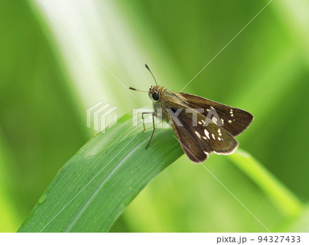 ススキの葉で休むインモンジセセリ 94327433