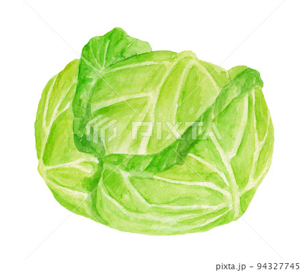高原キャベツの手描き水彩イラスト 94327745