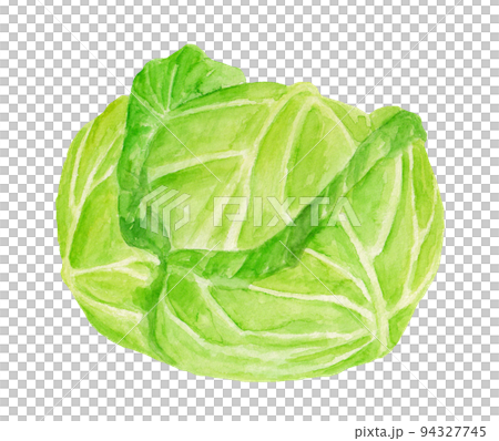高原白菜手繪水彩插圖 94327745