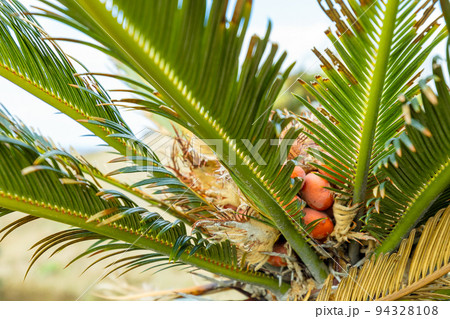 【徳之島】ソテツの実 94328108