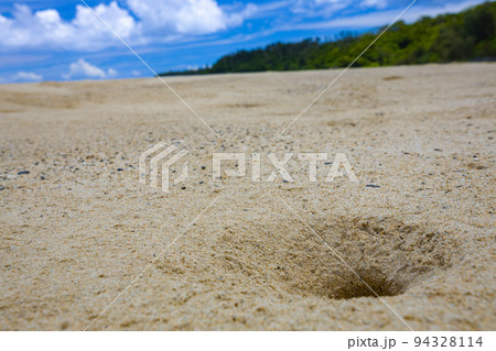 【徳之島】砂浜の巣 94328114
