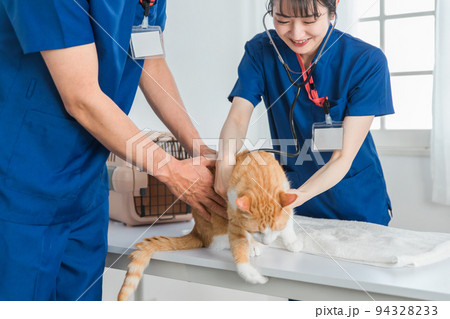 動物病院で猫を診察する獣医師（嫌がる） 94328233