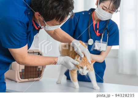 動物病院で猫の顔を診察する獣医師 94328235