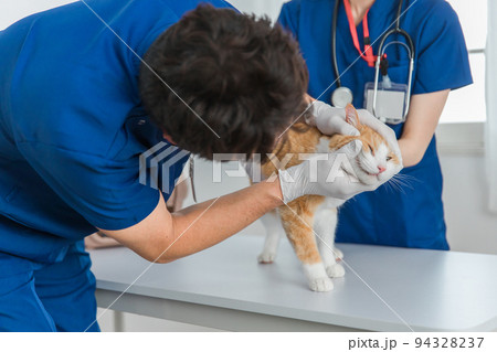 動物病院で猫の顔を診察する獣医師 94328237